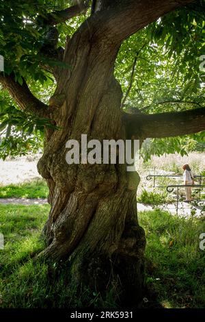 Vecchio castagno nella riserva naturale di Manteling vicino a Domburg, Zelanda, Paesi Bassi. alte Kastanie im Naturschutzgebiet de Manteling bei Domburg, Foto Stock