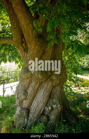 Vecchio castagno nella riserva naturale di Manteling vicino a Domburg, Zelanda, Paesi Bassi. alte Kastanie im Naturschutzgebiet de Manteling bei Domburg, Foto Stock