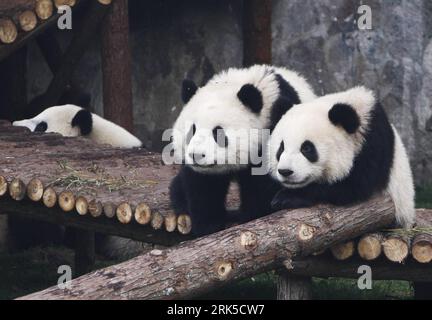 Bildnummer: 53739589  Datum: 20.01.2010  Copyright: imago/Xinhua (100120) -- SHANGHAI, Jan. 20, 2010 (Xinhua) -- Giant pandas play at Shanghai Zoo in Shanghai, the host city of the 2010 World Expo, in east China, Jan. 20, 2010. The ten pandas were shown to the public on Wednesday after they settled here in Jan. 5. (Xinhua/Pei Xin) (jl) (3)CHINA-SHANGHAI-EXPO-GIANT PANDA (CN) PUBLICATIONxNOTxINxCHN Tiere Panda Riesenpanda kbdig xsk 2010 quer  o00 Bär, Pandabär    Bildnummer 53739589 Date 20 01 2010 Copyright Imago XINHUA  Shanghai Jan 20 2010 XINHUA Giant Pandas Play AT Shanghai Zoo in Shanghai Stock Photo