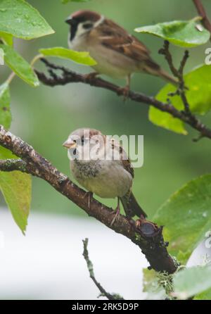 Due passeri al ramo. Passero eurosiano e passero della casa al ramo nell'albero in estate Foto Stock