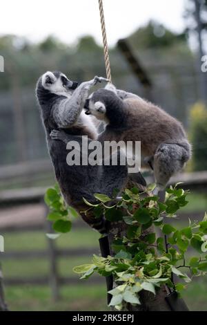 I lemuri dalla coda ad anello su un piccolo ceppo di alberi con vegetazione lussureggiante Foto Stock