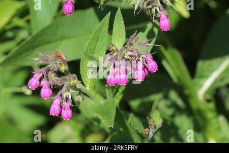 Fiori Comfrey comuni, Symphytum officinale Foto Stock