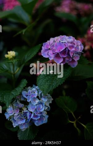 Un primo piano di bellissimi fiori di ortensia viola e blu circondati da una vegetazione lussureggiante. Foto Stock