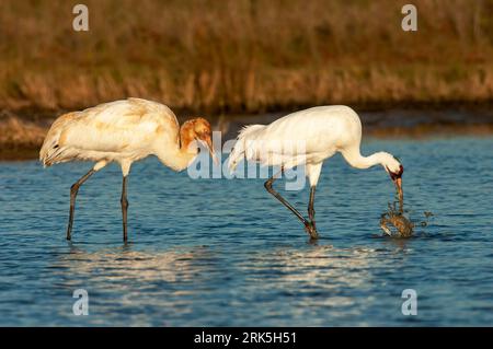 Gru Whooping (Grus americana) adulta (destra) e giovanile (sinistra) durante l'inverno nella palude della contea di Aransas, Texas, Stati Uniti. Adulto con un granchio nella sua b Foto Stock