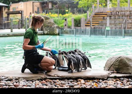 Londra, 24 agosto 2023, i pinguini di Humboldt vengono pesati al London Zoo's Annual Weigh-in, Lou Morris/Alamy Live News Foto Stock