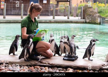 Londra, 24 agosto 2023, i pinguini di Humboldt vengono pesati al London Zoo's Annual Weigh-in, Lou Morris/Alamy Live News Foto Stock