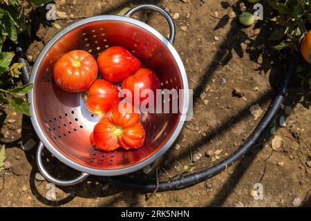 A stainless steel colander filled with juicy tomatoes resting on a flat surface Stock Photo