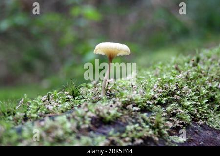 A closeup shot of a single white Amanita Virosa, or European destroying angel, with green grass surrounding it Foto Stock