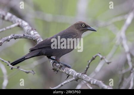 A female Carib Grackle (Quiscalus lugubris lugubris) at Los Flamencos Wildlife Sanctuary, Camarones, La Guajira, Colombia. Stock Photo