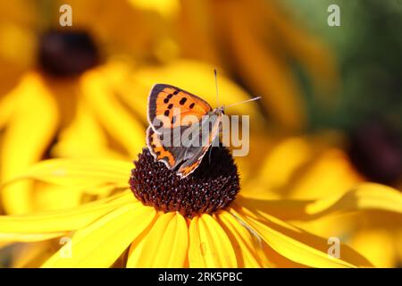 Una piccola farfalla arroccata sulla cima di un vivace fiore giallo in un campo di fiori selvatici in fiore Foto Stock