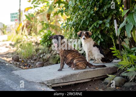 Due allegri compagni canini si siedono insieme su un gradino di cemento nella strada della città, godendosi la compagnia reciproca Foto Stock