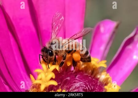 An European Honey Bee (Apis mellifera) pollinating a pink zinnia flower. Long Island, New York, USA Stock Photo