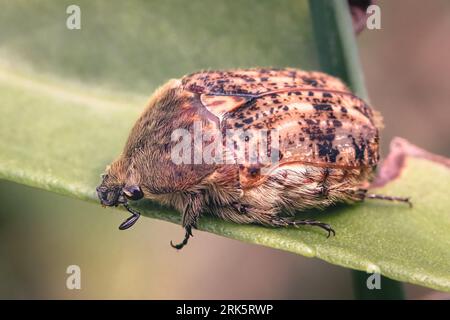 Close up of a Flower Bumble Beetle (Euphoria inda) with brown and tan markings, on a green leaf, Long Island, New York. Stock Photo