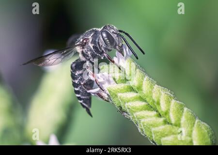 Primo piano di un'ape cucù tagliente a coda tagliente (Coelioxys) che beve nettare e si fa foraggiare sui fiori di origano bianchi, Long Island, New York, USA Foto Stock