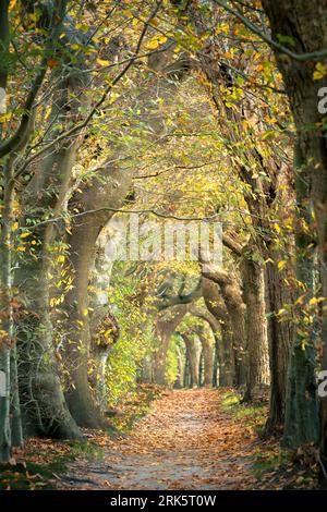 Una strada panoramica si snoda attraverso una foresta di alberi con foglie autunnali Foto Stock