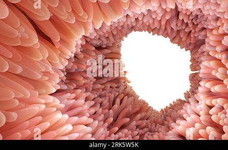 Rappresentazione 3D rappresentazione medicalmente accurata illustrazione di villi intestinali. Microvilli rossi in un organo del tratto intestinale del banner gastrointestinale. Isolato Foto Stock