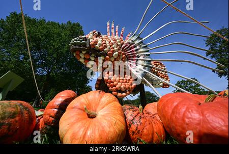 24 agosto 2023, Baden-Württemberg, Ludwigsburg: Un pesce fuoco fatto di zucche è allestito nel parco nel Blühenden Barock a Ludwigsburg come parte di una mostra di zucca. (A dpa 'centinaia di migliaia di zucche decorano di nuovo il parco di Ludwigsburg') foto: Bernd Weißbrod/dpa Foto Stock