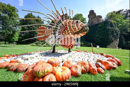 24 agosto 2023, Baden-Württemberg, Ludwigsburg: Un pesce fuoco fatto di zucche è allestito nel parco nel Blühenden Barock a Ludwigsburg come parte di una mostra di zucca. (A dpa 'centinaia di migliaia di zucche decorano di nuovo il parco di Ludwigsburg') foto: Bernd Weißbrod/dpa Foto Stock