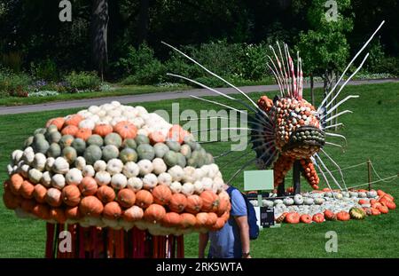 24 agosto 2023, Baden-Württemberg, Ludwigsburg: Un pesce fuoco fatto di zucche è allestito nel parco nel Blühenden Barock a Ludwigsburg come parte di una mostra di zucca. (A dpa 'centinaia di migliaia di zucche decorano di nuovo il parco di Ludwigsburg') foto: Bernd Weißbrod/dpa Foto Stock