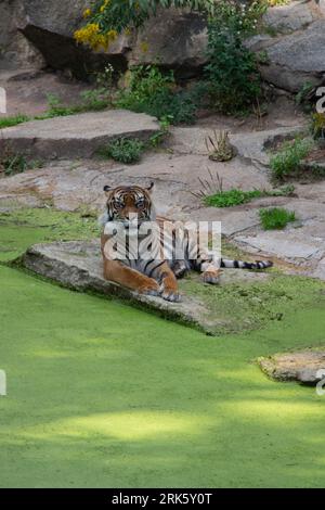 Una bella tigre del Bengala è arroccata su una grande e liscia roccia in un tranquillo corpo d'acqua, vicino a una piccola piscina naturale Foto Stock