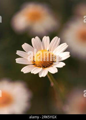 A close-up shot of chamomile blooming amongst a group of other flowers. Foto Stock