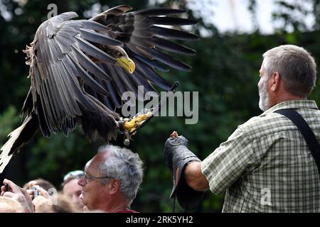 Jihlava, Repubblica Ceca. 24 agosto 2023. Ogni giorno i predatori volano in alto. Il Falconer Eduard Skoloud presenta rapaci ai visitatori dello zoo. Situato presso lo zoo di Jihlava, potrai trovarti faccia a faccia con la magnifica aquila calva e gli splendidi gufi. Durante il giorno potrai assistere a uno dei più emozionanti spettacoli di "uccelli rapaci" della Repubblica Ceca. Sulla foto femmina aquila dalla coda bianca (Haliaeetus albicilla) chiamata ''Bibi' (Credit Image: © Slavek Ruta/ZUMA Press Wire) SOLO USO EDITORIALE! Non per USO commerciale! Crediti: ZUMA Press, Inc./Alamy Live News Foto Stock