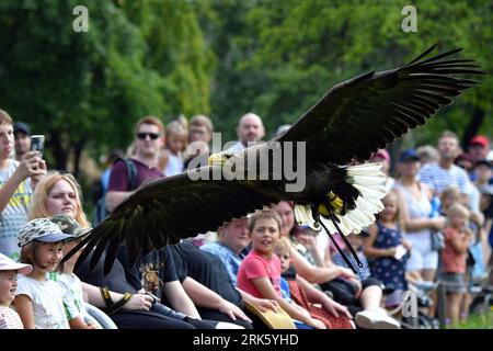Jihlava, Repubblica Ceca. 24 agosto 2023. Ogni giorno i predatori volano in alto. Il Falconer Eduard Skoloud presenta rapaci ai visitatori dello zoo. Situato presso lo zoo di Jihlava, potrai trovarti faccia a faccia con la magnifica aquila calva e gli splendidi gufi. Durante il giorno potrai assistere a uno dei più emozionanti spettacoli di "uccelli rapaci" della Repubblica Ceca. Sulla foto femmina aquila dalla coda bianca (Haliaeetus albicilla) chiamata ''Bibi' (Credit Image: © Slavek Ruta/ZUMA Press Wire) SOLO USO EDITORIALE! Non per USO commerciale! Crediti: ZUMA Press, Inc./Alamy Live News Foto Stock