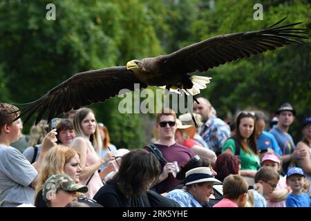 Jihlava, Repubblica Ceca. 24 agosto 2023. Ogni giorno i predatori volano in alto. Il Falconer Eduard Skoloud presenta rapaci ai visitatori dello zoo. Situato presso lo zoo di Jihlava, potrai trovarti faccia a faccia con la magnifica aquila calva e gli splendidi gufi. Durante il giorno potrai assistere a uno dei più emozionanti spettacoli di "uccelli rapaci" della Repubblica Ceca. Sulla foto femmina aquila dalla coda bianca (Haliaeetus albicilla) chiamata ''Bibi' (Credit Image: © Slavek Ruta/ZUMA Press Wire) SOLO USO EDITORIALE! Non per USO commerciale! Crediti: ZUMA Press, Inc./Alamy Live News Foto Stock