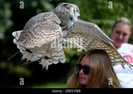 Jihlava, Repubblica Ceca. 24 agosto 2023. Ogni giorno i predatori volano in alto. Il Falconer Eduard Skoloud presenta rapaci ai visitatori dello zoo. Situato presso lo zoo di Jihlava, potrai trovarti faccia a faccia con la magnifica aquila calva e gli splendidi gufi. Durante il giorno potrai assistere a uno dei più emozionanti spettacoli di "uccelli rapaci" della Repubblica Ceca. In foto l'aquila-gufo eurasiatico (Credit Image: © Slavek Ruta/ZUMA Press Wire) SOLO USO EDITORIALE! Non per USO commerciale! Crediti: ZUMA Press, Inc./Alamy Live News Foto Stock