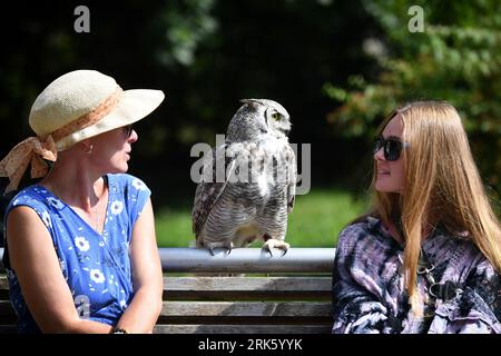 Jihlava, Repubblica Ceca. 24 agosto 2023. Ogni giorno i predatori volano in alto. Il Falconer Eduard Skoloud presenta rapaci ai visitatori dello zoo. Situato presso lo zoo di Jihlava, potrai trovarti faccia a faccia con la magnifica aquila calva e gli splendidi gufi. Durante il giorno potrai assistere a uno dei più emozionanti spettacoli di "uccelli rapaci" della Repubblica Ceca. In foto l'aquila-gufo eurasiatico (Credit Image: © Slavek Ruta/ZUMA Press Wire) SOLO USO EDITORIALE! Non per USO commerciale! Crediti: ZUMA Press, Inc./Alamy Live News Foto Stock