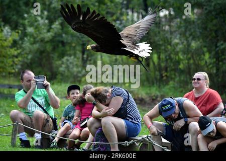 Jihlava, Repubblica Ceca. 24 agosto 2023. Ogni giorno i predatori volano in alto. Il Falconer Eduard Skoloud presenta rapaci ai visitatori dello zoo. Situato presso lo zoo di Jihlava, potrai trovarti faccia a faccia con la magnifica aquila calva e gli splendidi gufi. Durante il giorno potrai assistere a uno dei più emozionanti spettacoli di "uccelli rapaci" della Repubblica Ceca. Sulla foto femmina aquila dalla coda bianca (Haliaeetus albicilla) chiamata ''Bibi' (Credit Image: © Slavek Ruta/ZUMA Press Wire) SOLO USO EDITORIALE! Non per USO commerciale! Crediti: ZUMA Press, Inc./Alamy Live News Foto Stock