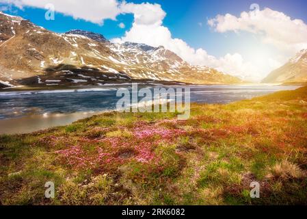 Lago ghiacciato in Svizzera in primavera con fiori, paesaggio alpino svizzero Foto Stock