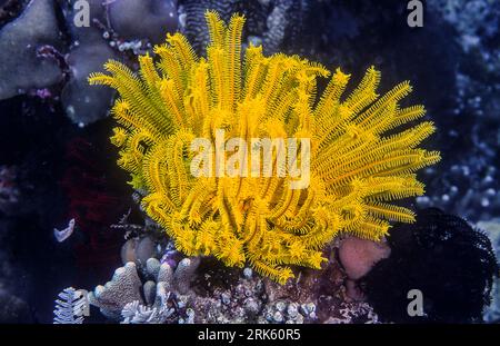 Variable bushy feather star (Comaster schleglii) from Bunaken NP, North Sulawesi, Indonesia. Stock Photo