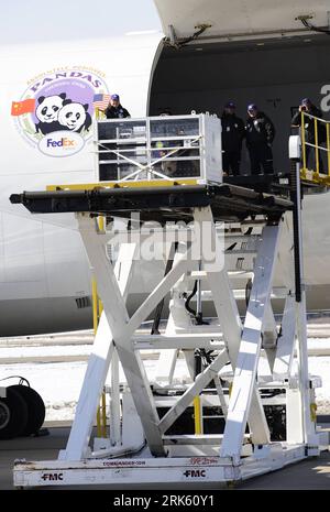 Bildnummer: 53776284 Datum: 04.02.2010 Copyright: imago/Xinhua (100204) -- WASHINGTON, 4 febbraio 2010 (Xinhua) -- Tai Shan è caricato a bordo di un cargo Federal Express 777 in una cassa appositamente progettata che lascia l'aeroporto internazionale Washington Dulles a Dulles, Virginia, fuori Washington. DC, capitale degli Stati Uniti, 4 febbraio 2010. Il panda gigante maschile di quattro anni e mezzo volerà direttamente a Chengdu, nel sud-ovest della Cina. (Xinhua/Jiang Guopeng) (gxr) (1)U.S.-WASHINGTON-TAI SHAN-CHINA PUBLICATIONxNOTxINxCHN Pandabär Riesenpanda Panda Heimreise Kbdig xdp 2010 Hoch Bildnummer 53776284 Data Foto Stock