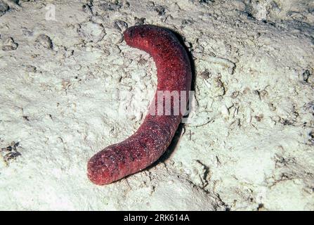 Cetriolo di mare commestibile (Holothuria edulis) dalle Maldive. Foto Stock