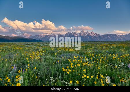 Fiori primaverili con Grand Teton Range, Grand Teton National Park, Wyoming, Stati Uniti d'America Foto Stock