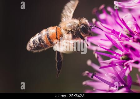 Un'ape di miele primaverile volante (Apis mellifera) che impollina una fioritura viola di fiori di allium. East Setauket, New York, USA. Foto Stock