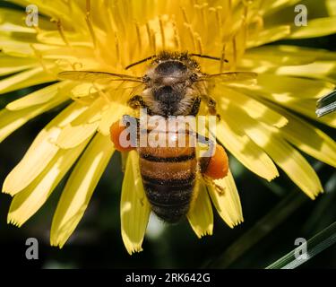 Primo piano di un operaio European Honey Bee (Apis mellifera) che trasporta enormi cesti di polline giallo arancio su entrambe le gambe mentre si nutre di un urlo luminoso Foto Stock