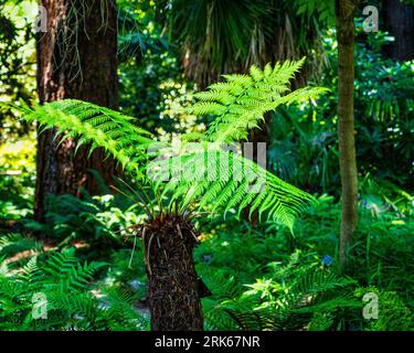 Felce della Tasmania (Dicksonia antarctica) nel giardino botanico Fern Dell of VanDusen, Vancouver, British Columbia, Canada. Foto Stock
