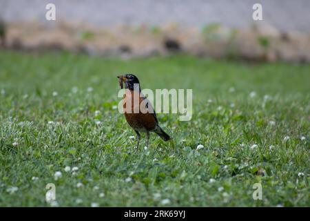Un robin americano con un verme appena pescato. Foto Stock