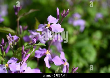 Un vivace crescione violetto cinese (Orychophragmus violaceus) sullo sfondo di alberi e vegetazione Foto Stock