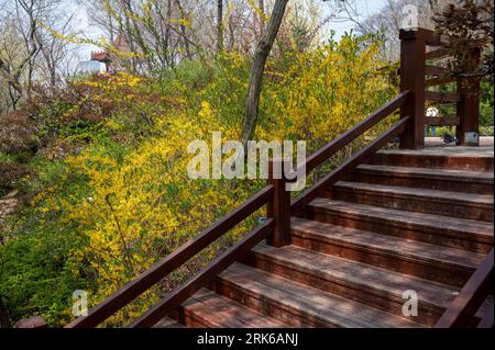 Una scalinata del parco, con lussureggiante erba verde e alcuni alberi sullo sfondo Foto Stock