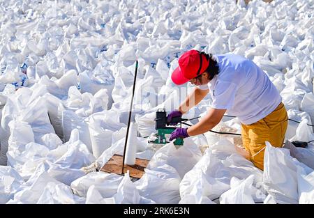 ORDOS, CHINA - AUGUST 24, 2023 - A worker encapsulates lake salt at the Beidechi salt farm in Ordos, Inner Mongolia, China, August 24, 2023. Beidechi Stock Photo