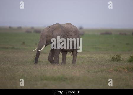 Un elefante africano che cammina in un paesaggio erboso Foto Stock