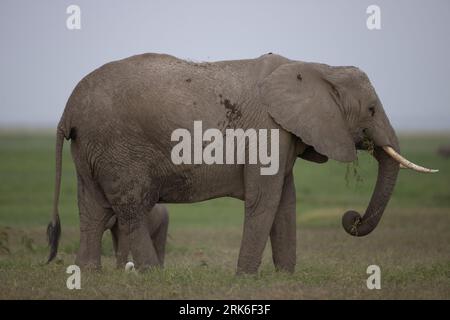 Un elefante africano che cammina in un paesaggio erboso Foto Stock