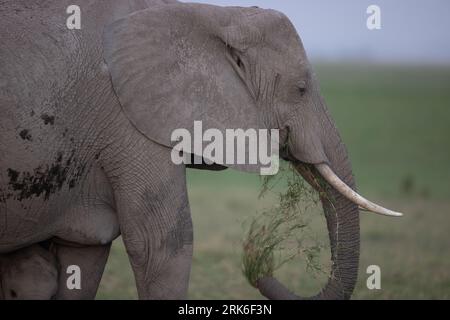 Un elefante africano che cammina in un paesaggio erboso Foto Stock