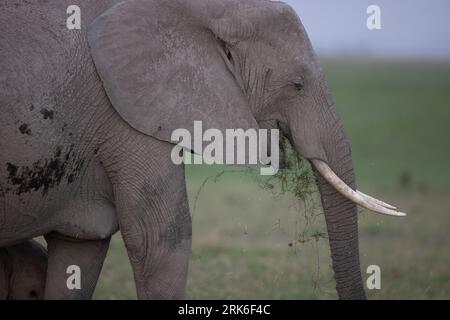 Un elefante africano che cammina in un paesaggio erboso Foto Stock