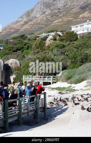Persone che guardano pinguini africani (Spheniscus demersus), noti anche come pinguini del Capo o pinguino sudafricano, Sudafrica Foto Stock
