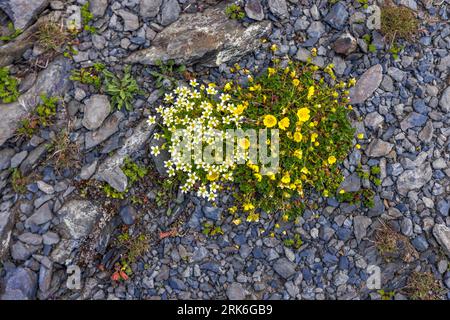 Dusheti, Georgia. Fai un'escursione sul passo Chaukhi Foto Stock