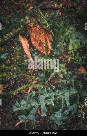 A majestic oak tree stands amongst the vibrant autumnal foliage of an evergreen tree in a picturesque setting Stock Photo